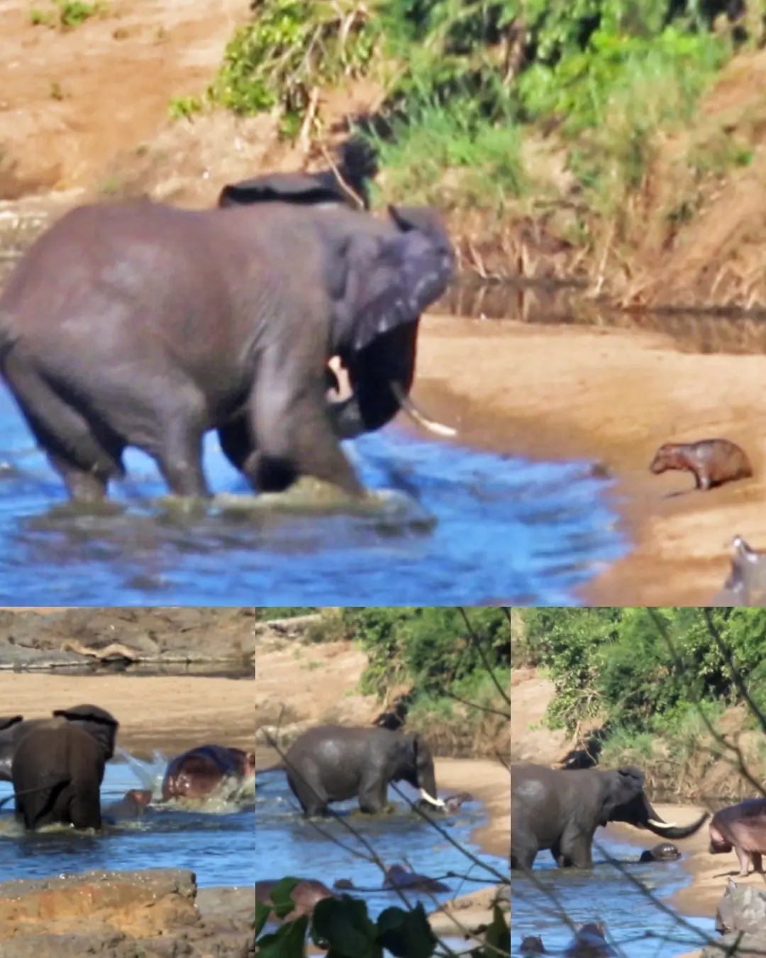 A Battle of the Wild: The Confrontation Between a Raging Elephant and a Baby Hippo