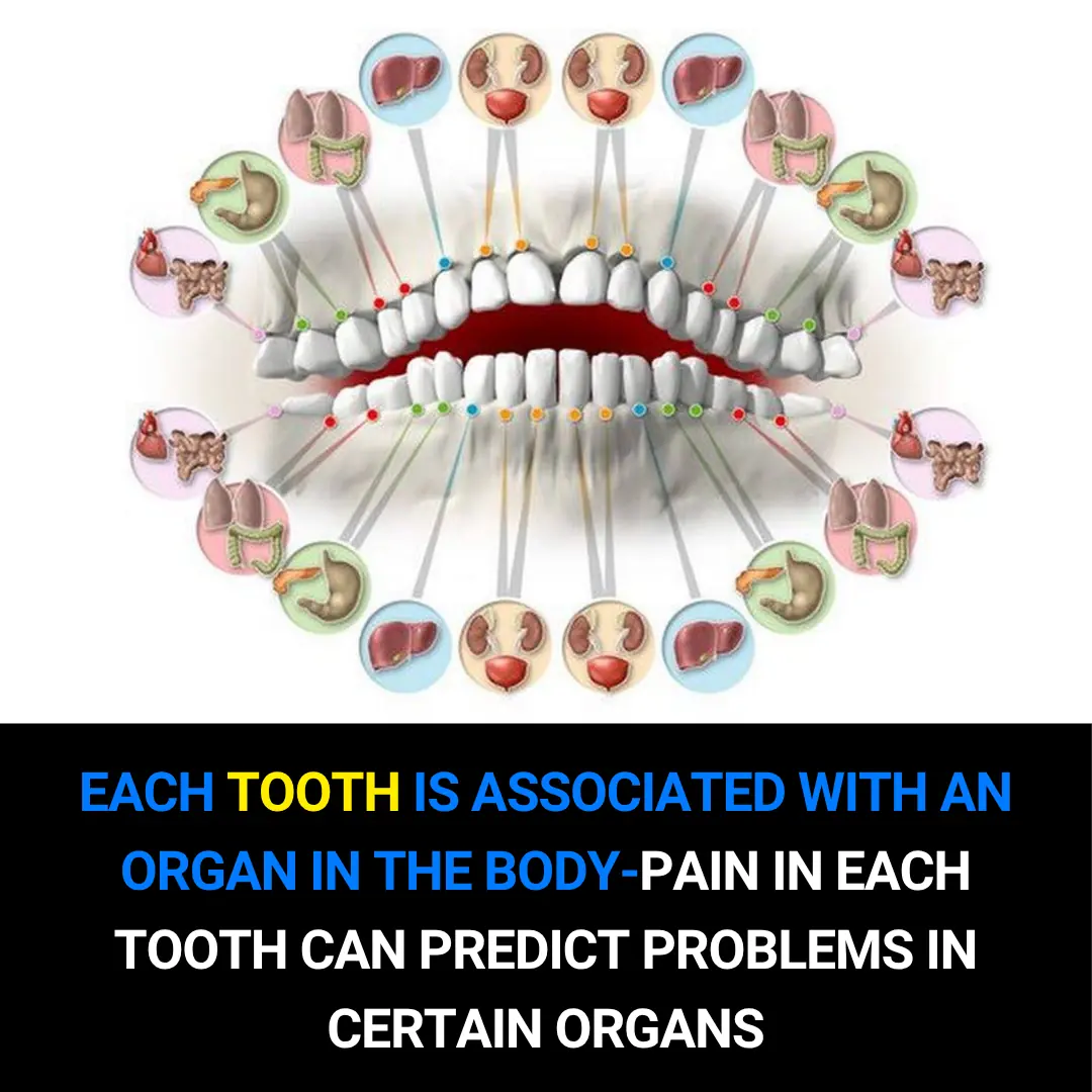Each Tooth Is Connected to an Organ in the Body – How Tooth Pain May Reveal Hidden Health Problems
