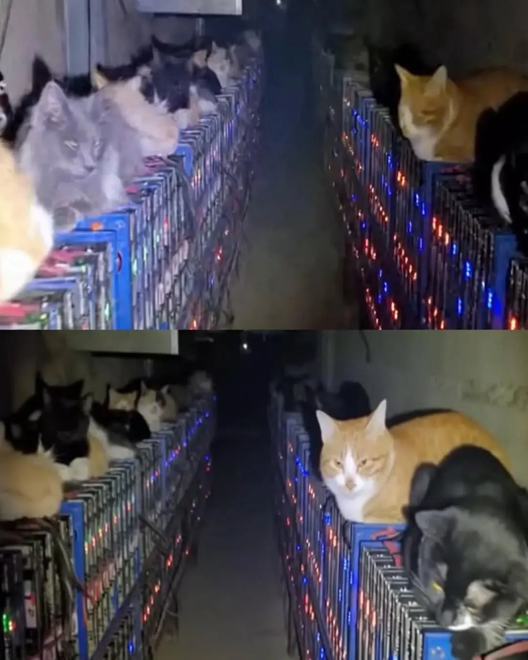 Stray Cats Bring a Bitcoin Mine to a Standstill — And Melt Hearts in the Process