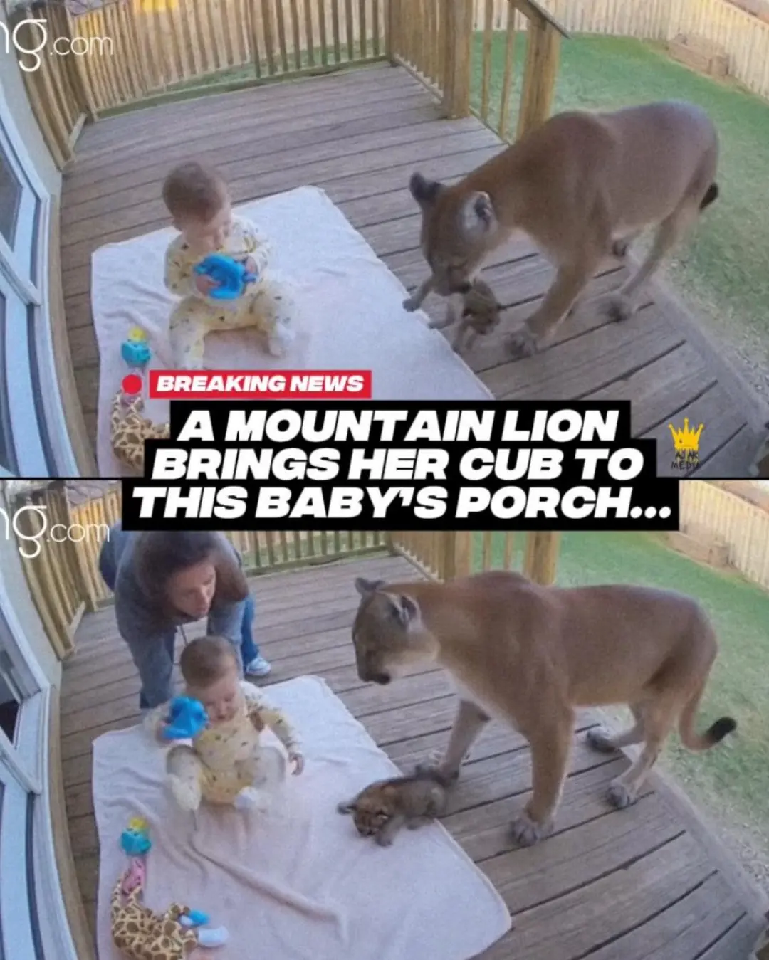 A Rare Encounter: The Moment a Mountain Lion Meets a Baby