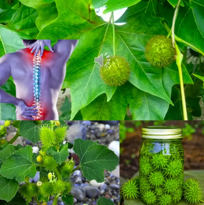 Sweetgum’s Hidden Powers: 7 Surprising Health Benefits You Need to Know