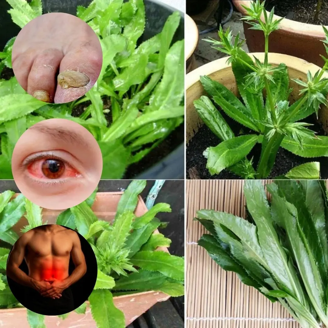 Culantro: The Hidden Gem of Your Garden