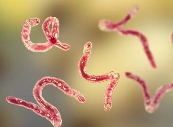 4 Powerful Remedies to Eliminate Parasites — #2 Will Surprise You!