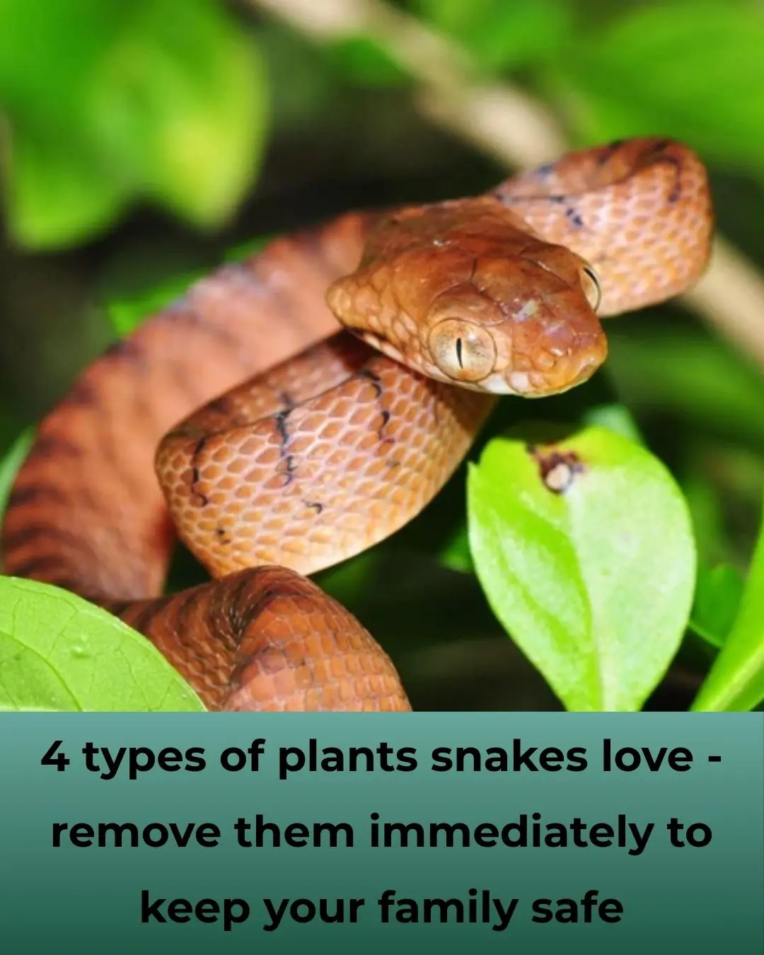 4 Plants That Attract Snakes — Remove Them Immediately to Stay Safe