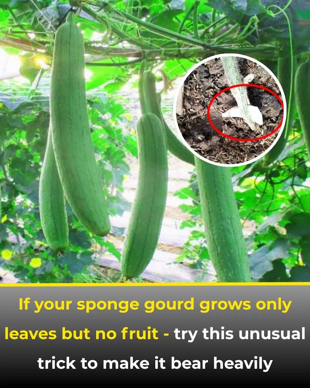 Grow Luffa Vines Full of Fruit Instead of Just Leaves — Use This Simple Trick!