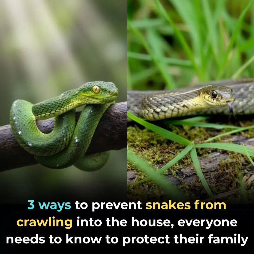 3 ways to prevent snakes from entering the house, everyone needs to know to protect their family