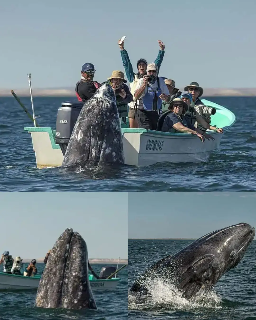 The Whale Behind Them: A Once-in-a-Lifetime Encounter at San Ignacio Lagoon.