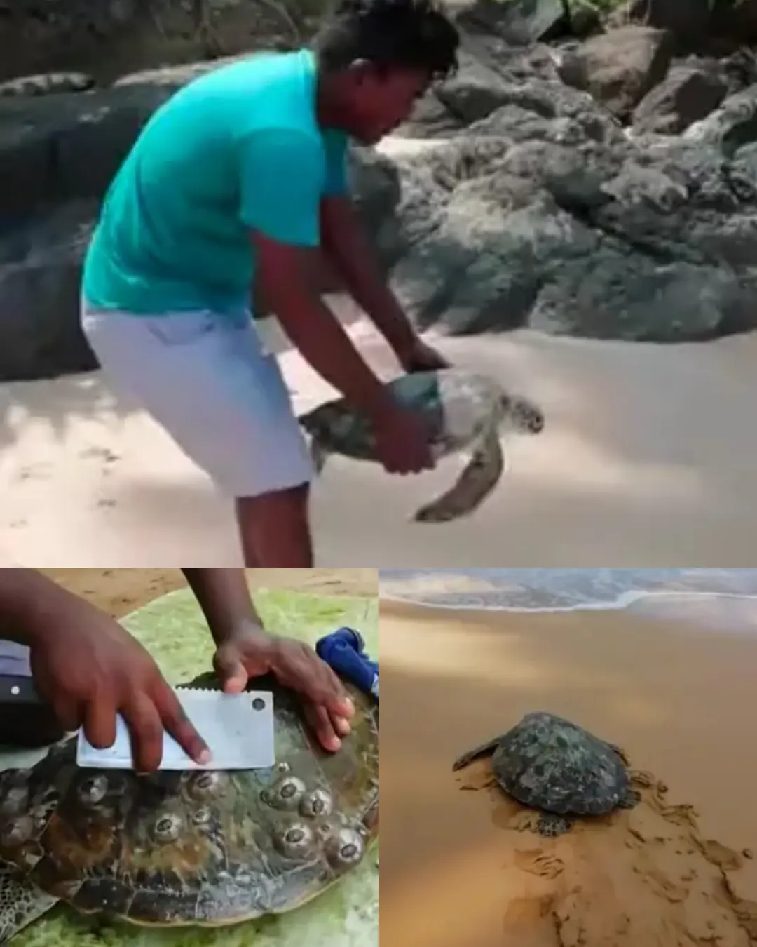 The Man Who Gave a Turtle Its Freedom Back.