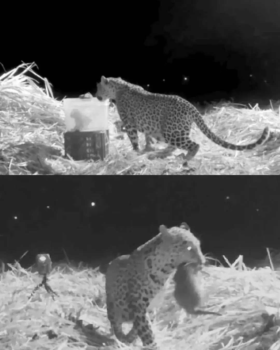 The Cry in the Cane Field: A Mother Leopard’s Reunion.