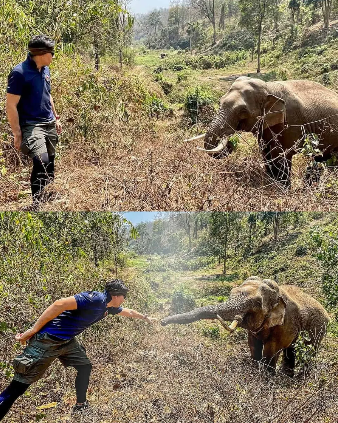 The Elephant That Never Forgot.