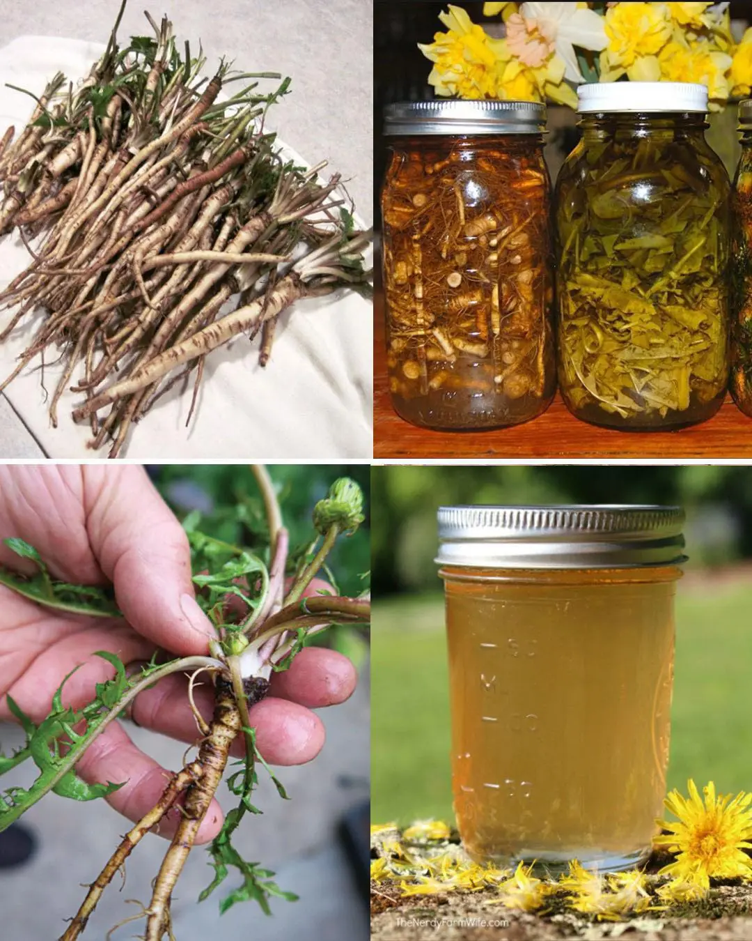 Dandelion roots are the most important part of the plant