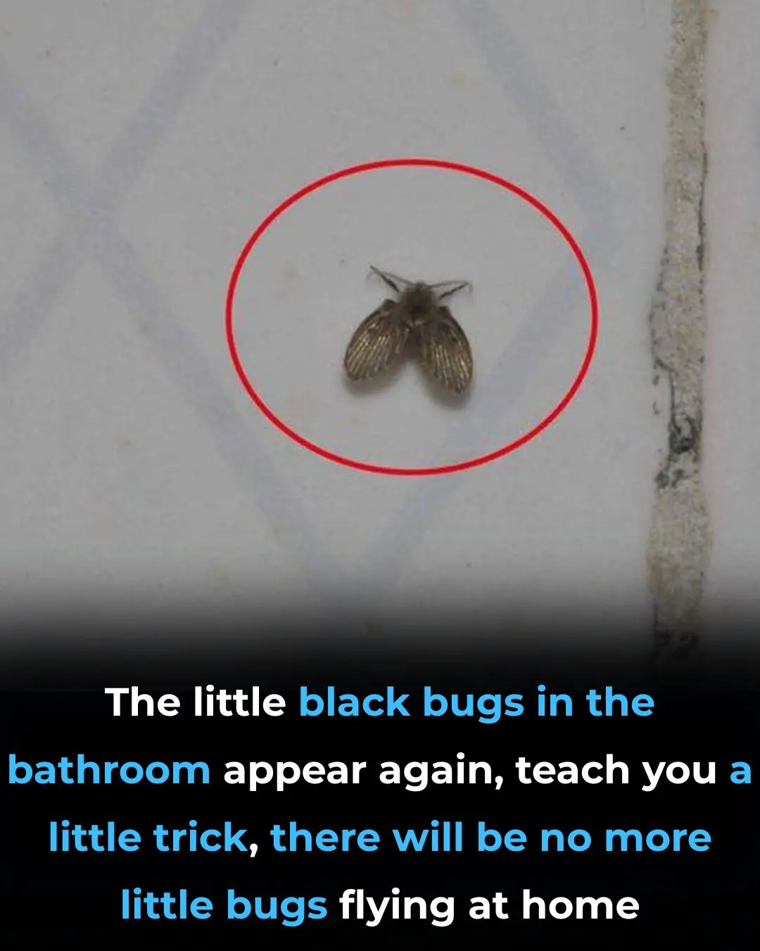 🕷️ Little Black Bugs in the Bathroom? Here’s What They Are & How to Get Rid of Them for Good
