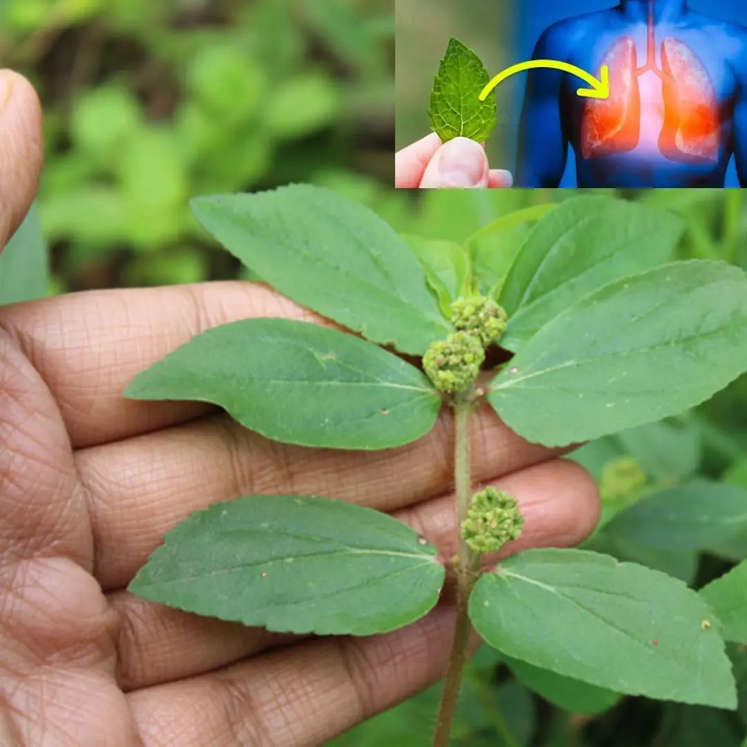 Euphorbia Hirta: 30 Benefits and How to Use It Safely