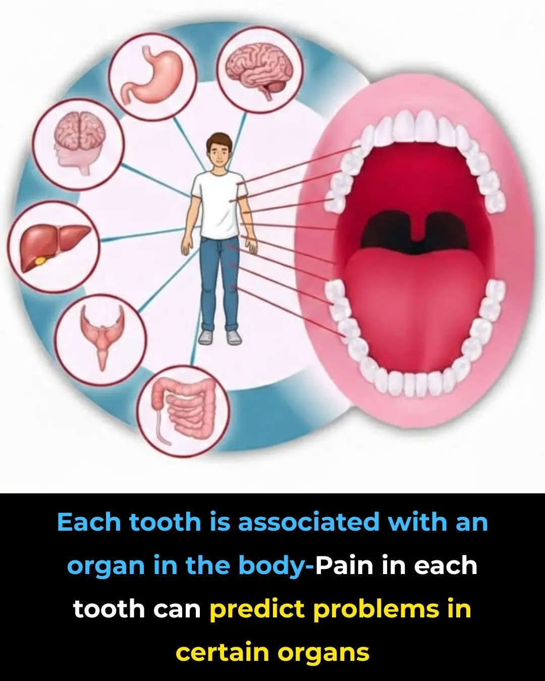 Each Tooth Is Associated With An Organ In The Body – Pain In Each Tooth Can Predict Problems In Certain Organs
