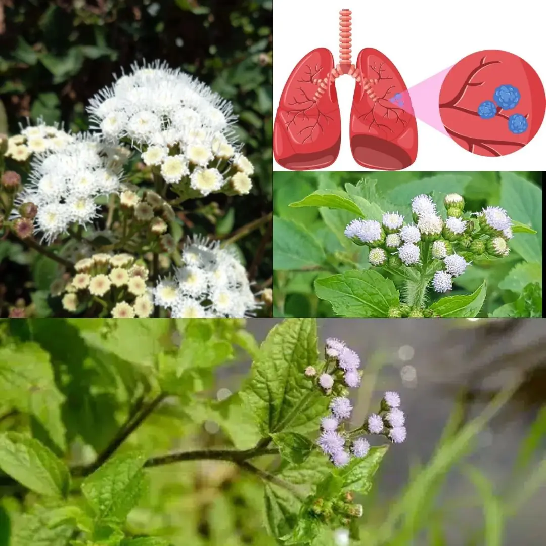 7 Benefits and Uses of Ageratum conyzoides
