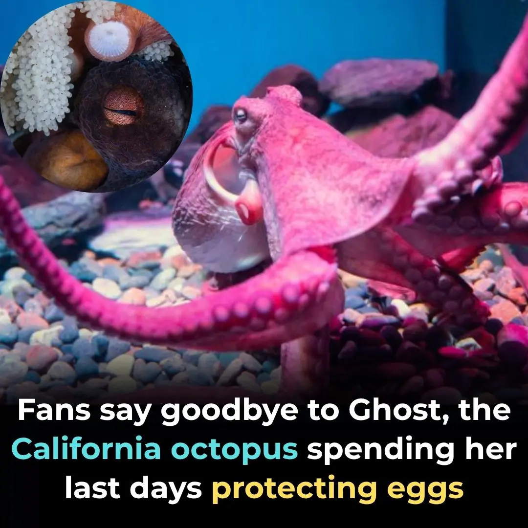 Ghost the Giant Pacific Octopus Captures Hearts in Her Final Moments