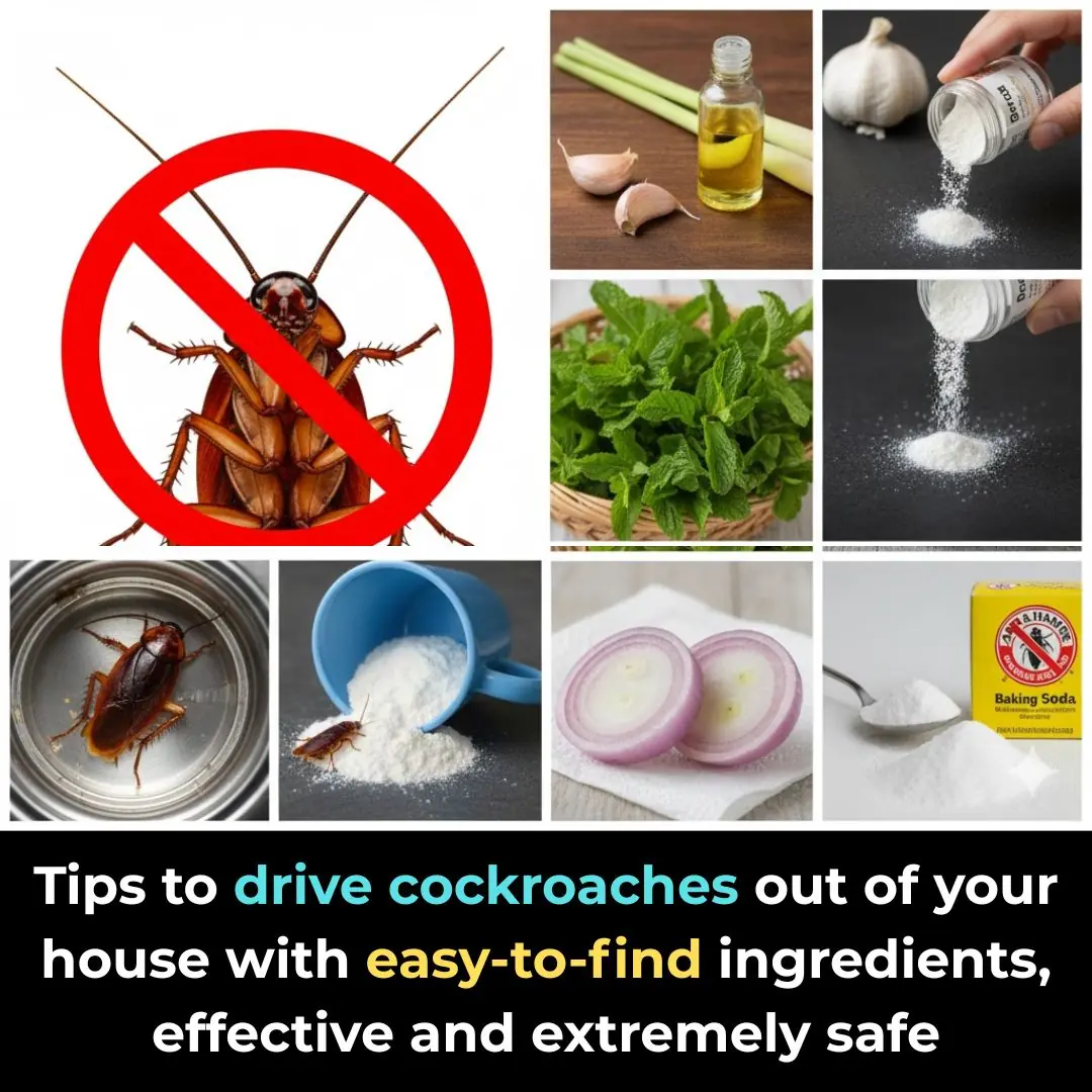 Tips to drive cockroaches out of your house with easy-to-find ingredients, effective and extremely safe