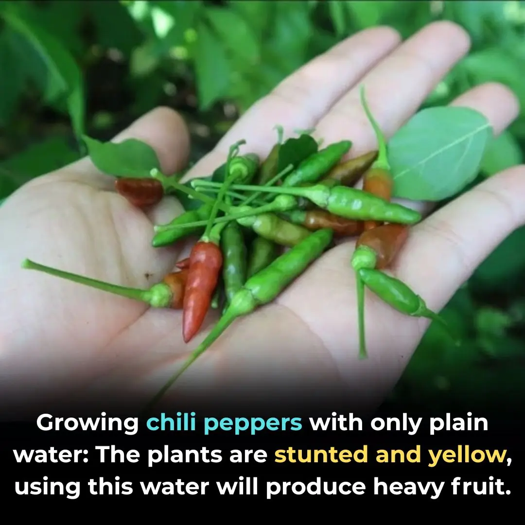 Growing chili peppers with only plain water: The plants are stunted and yellow, using this water will produce heavy fruit.