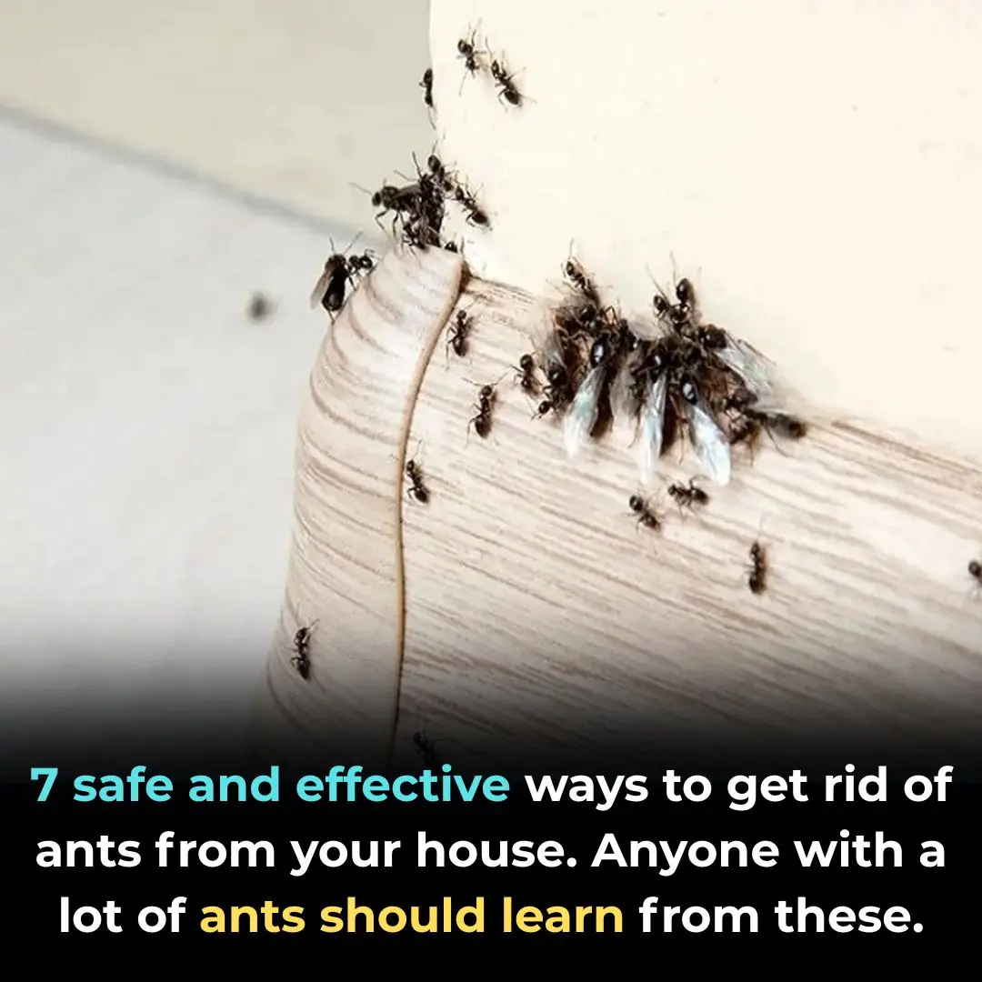 7 safe and effective ways to get rid of ants from your house. Anyone with a lot of ants should learn from these.