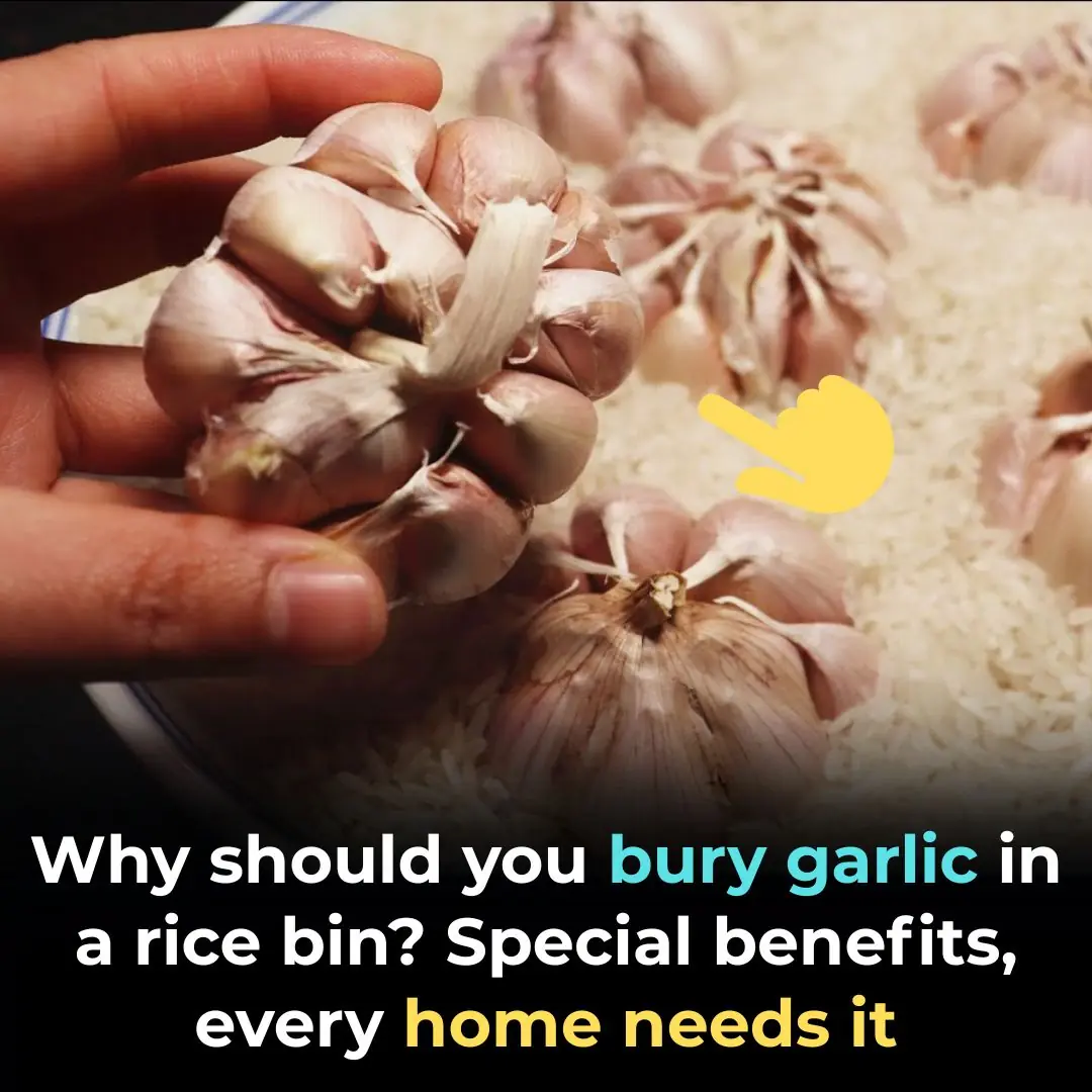 Why should you bury garlic in a rice bin? Special benefits, every home needs it