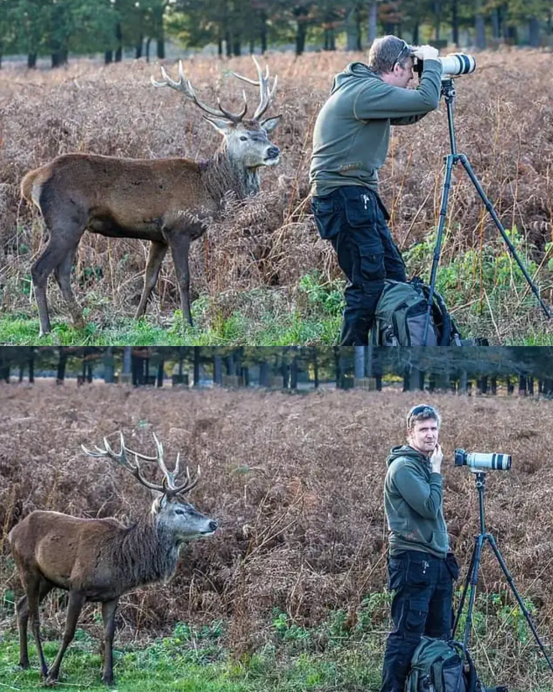 The Shot That Never Was: A Stag, a Camera, and a Moment Missed.