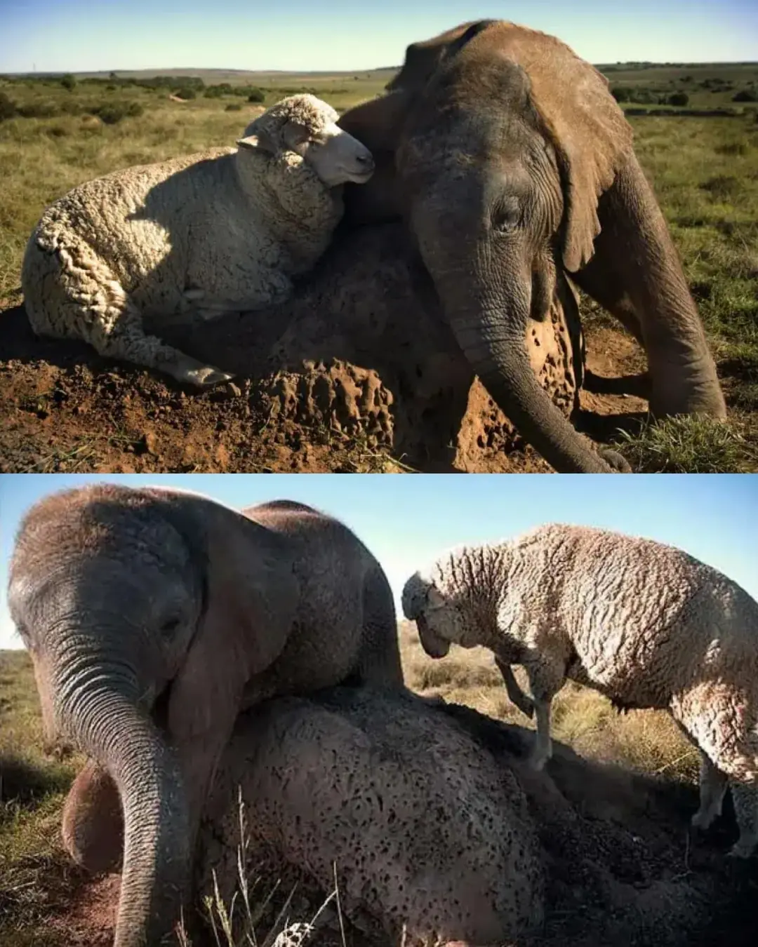 The Elephant and the Sheep: A Friendship That Healed Two Broken Hearts.