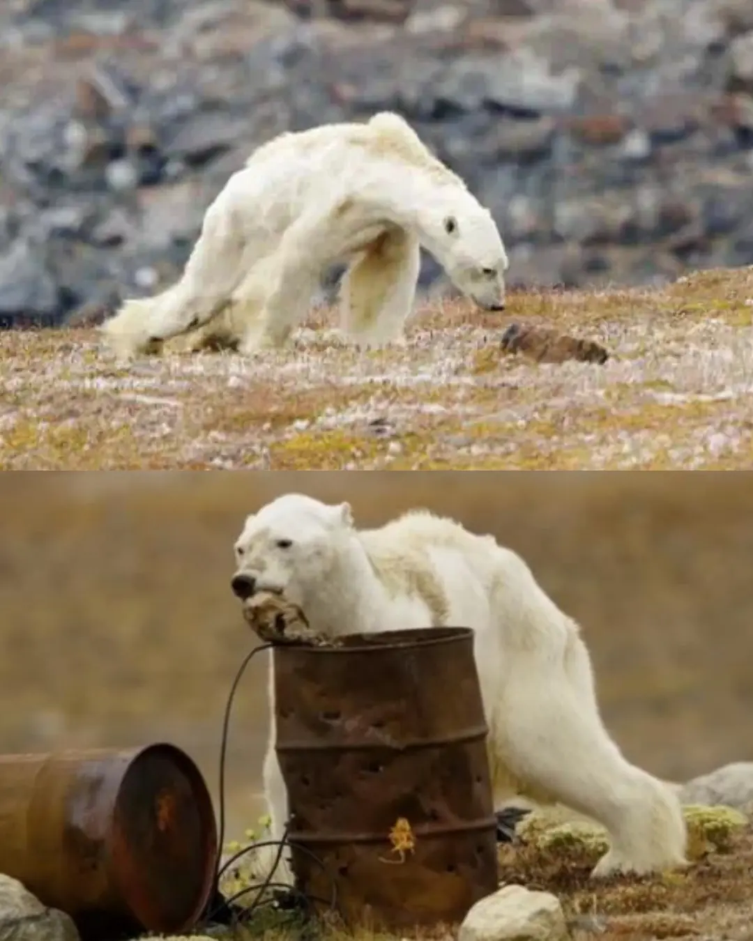 The Starving Bear That Broke the World’s Heart.