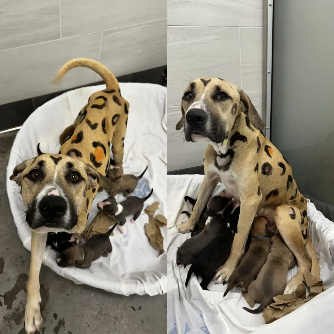 Investigator Finds Dog Tied Up Under Scorching Sun, Marked with Leopard-Like Spots