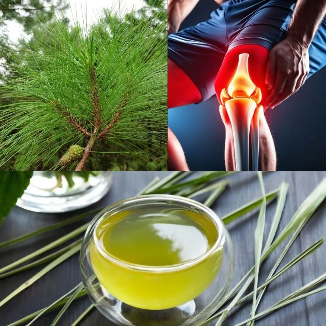 The Power of Pine Needles: 30 Benefits and Homemade Uses