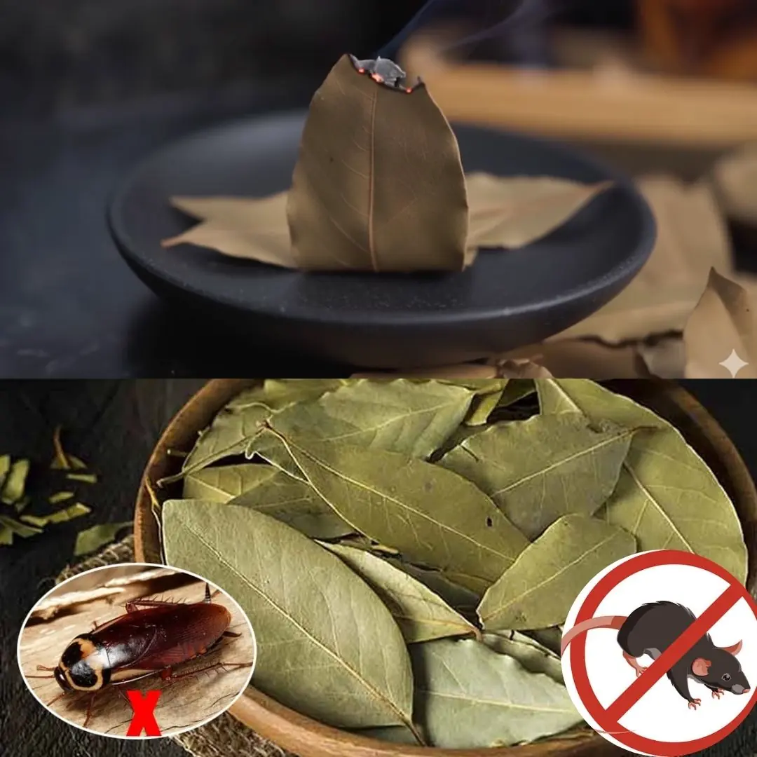 How to Use Bay Leaves to Naturally Repel Household Pests