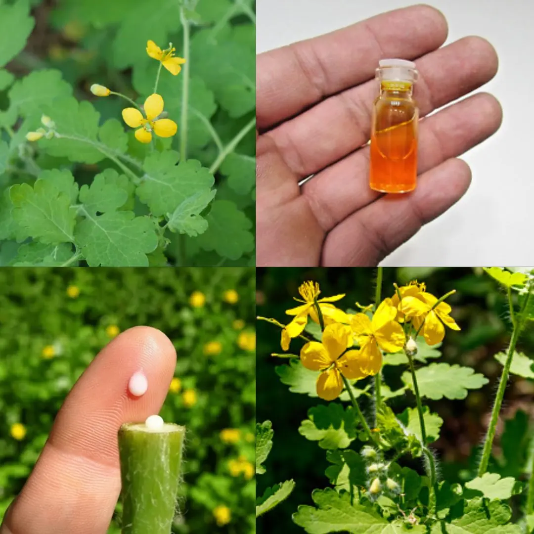 Chelidonium majus L. – The Greater Celandine: Benefits, Uses, and Precautions