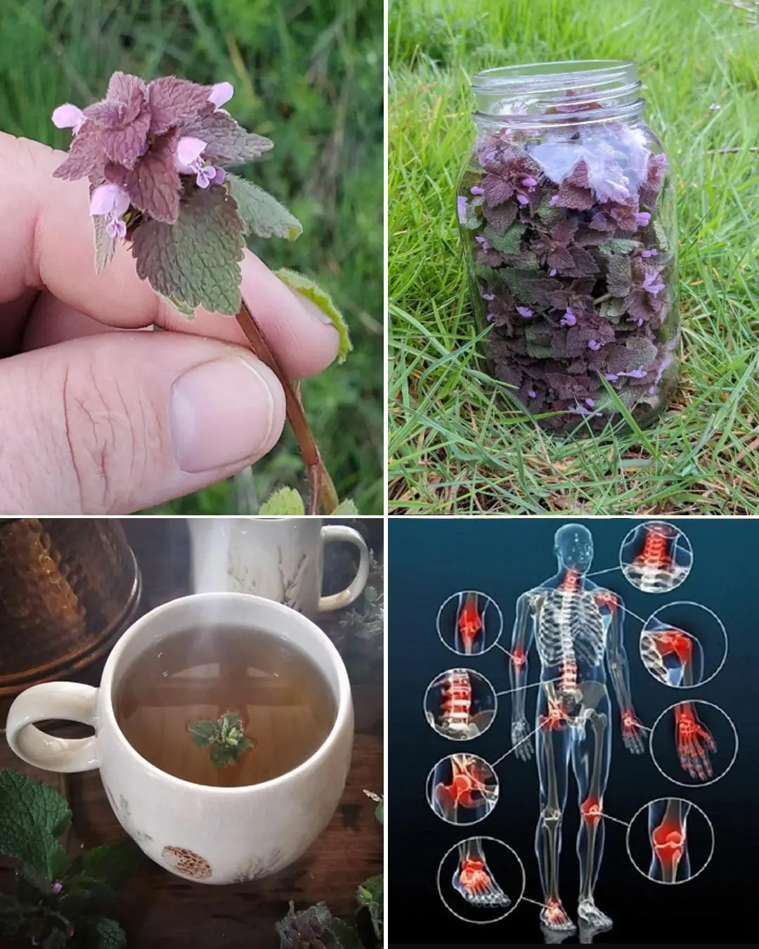 10 Reasons to pick purple dead nettle this spring