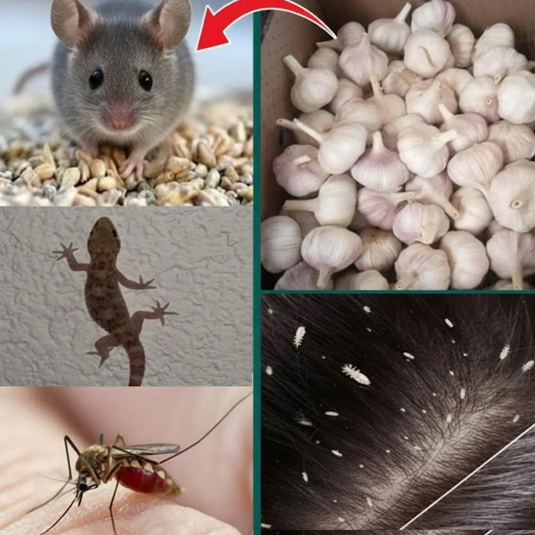 Garlic: The Natural Weapon Against Pests You Probably Forgot About