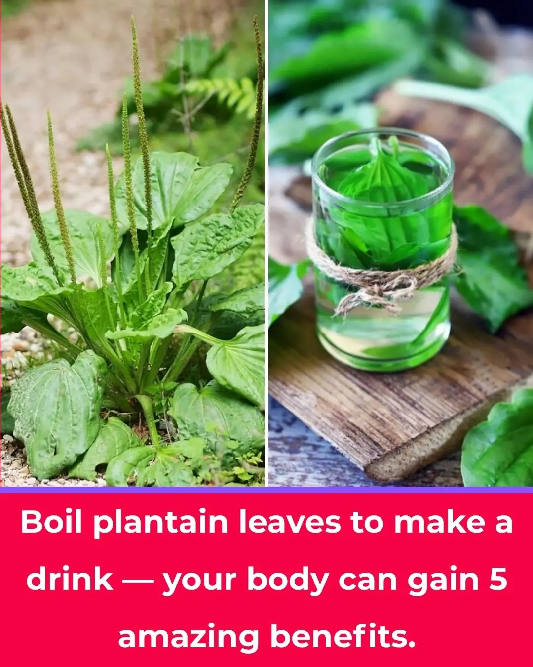 Drinking Plantain Leaf Tea: 5 Powerful Health Benefits for Your Body