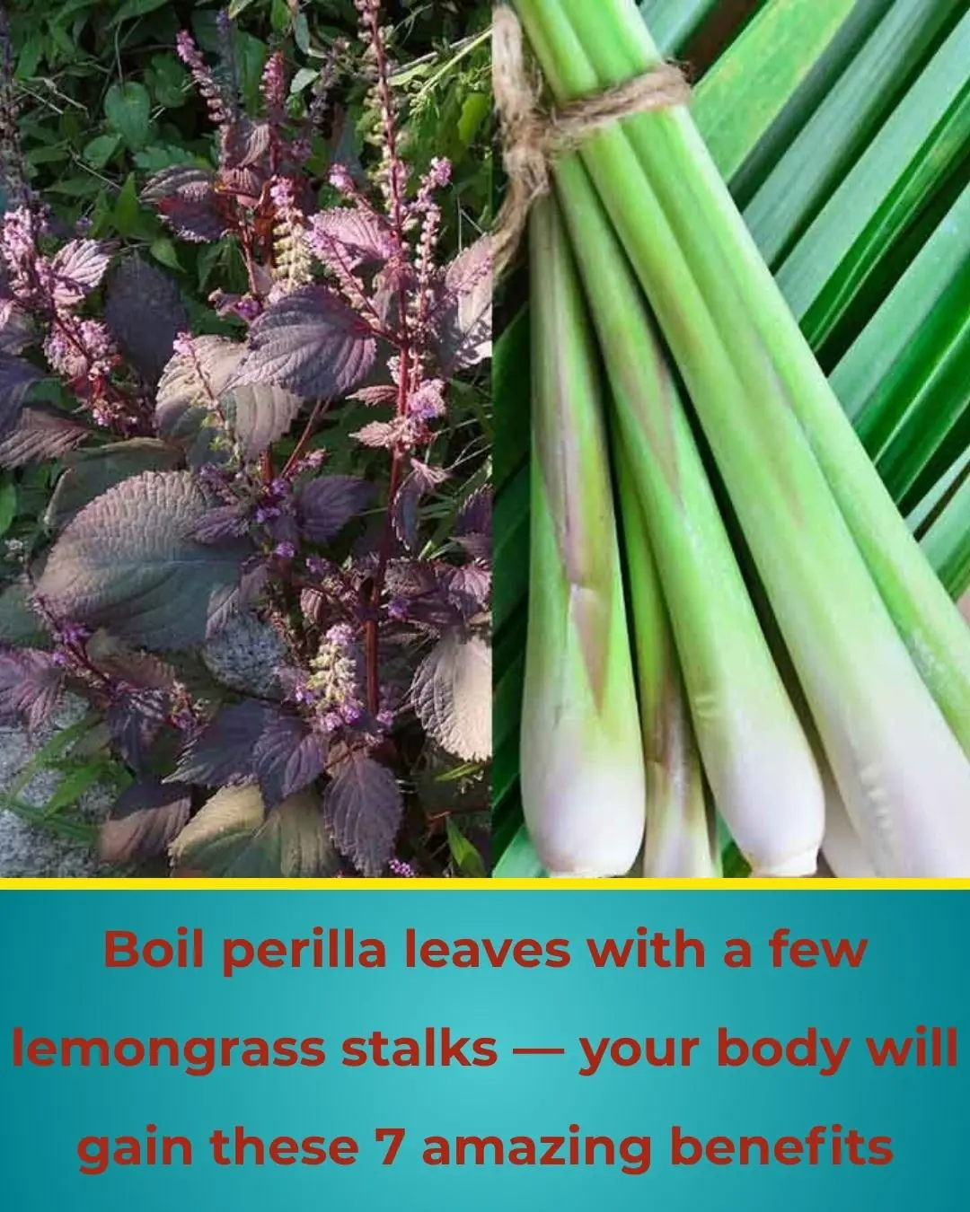 Boil Perilla Leaves with a Few Stalks of Lemongrass — Your Body Gets These 7 Excellent Benefits