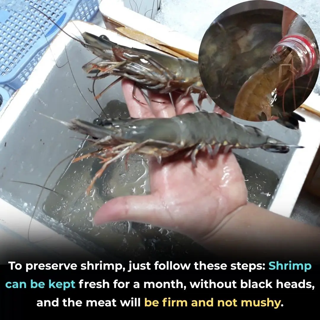 Keep Your Shrimp Fresh This Lunar New Year: Follow These Steps to Keep Shrimp Fresh, Firm, and Delicious for a Whole Month
