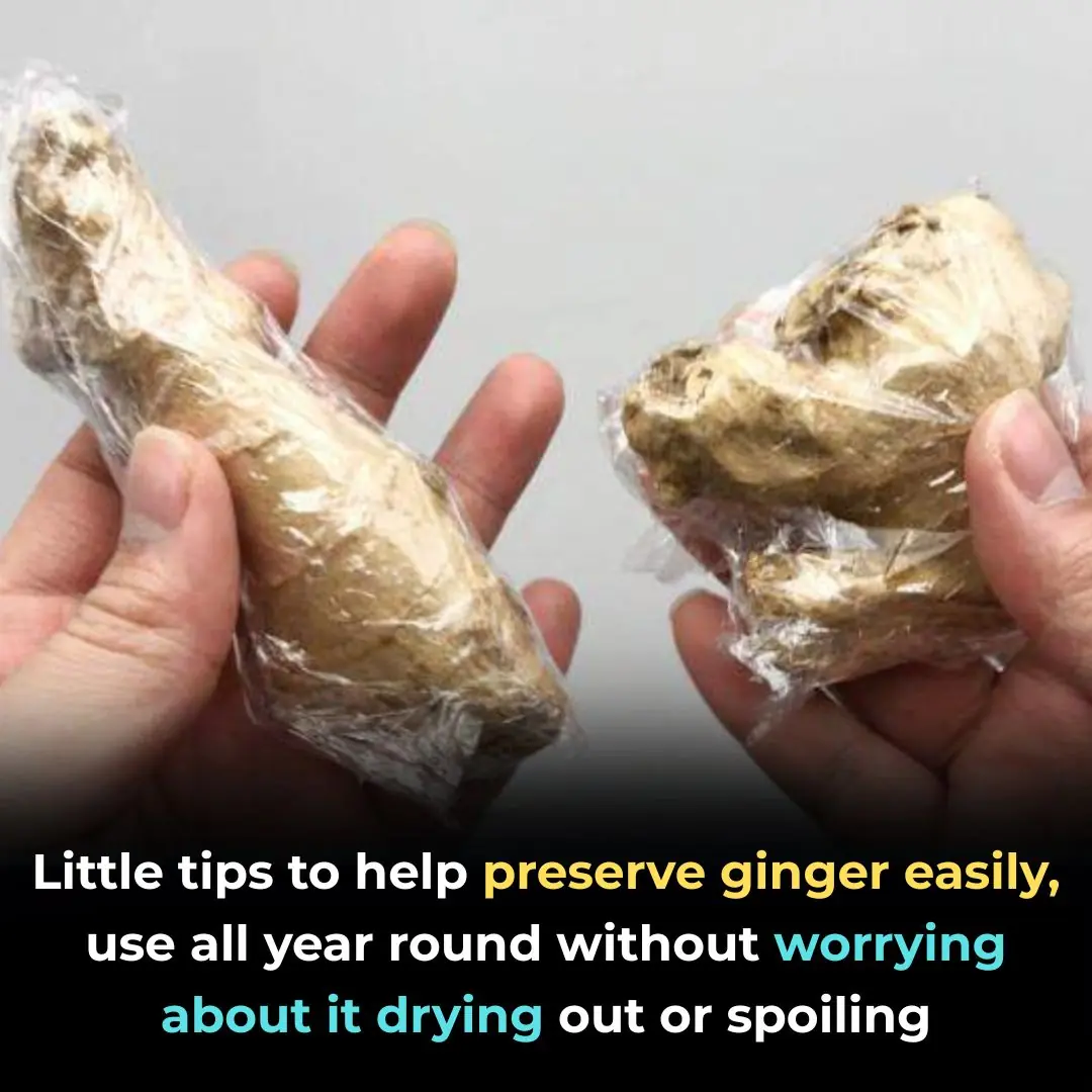 Little tips to help preserve ginger easily, use all year round without worrying about it drying out or spoiling