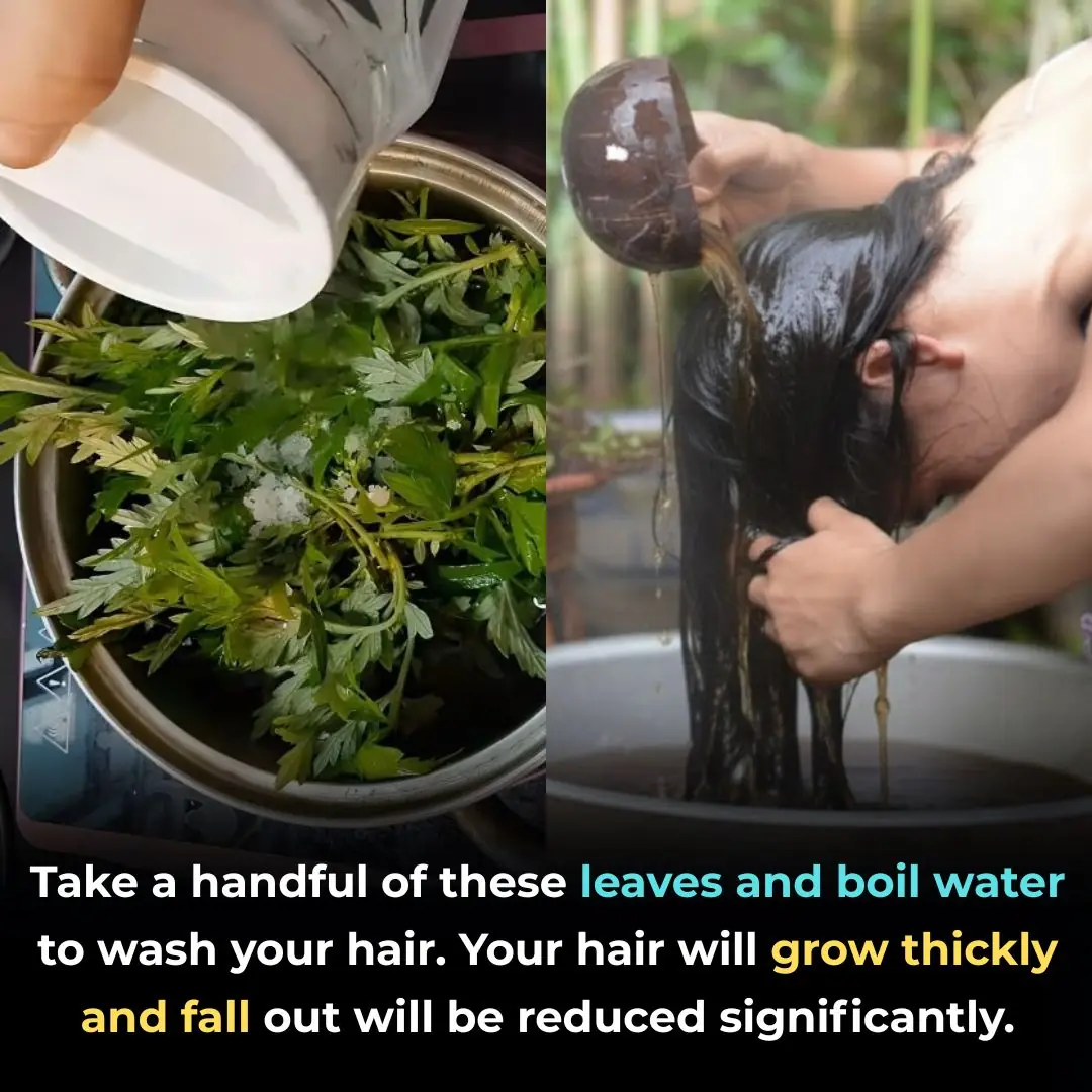 Take a handful of these leaves and boil water to wash your hair. Your hair will grow thickly and fall out will be reduced significantly.