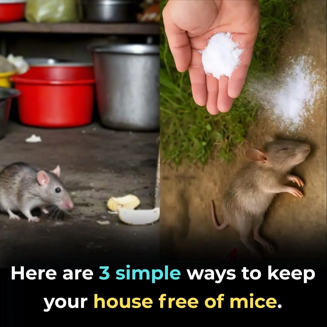 Here are 3 simple ways to keep your house free of mice.
