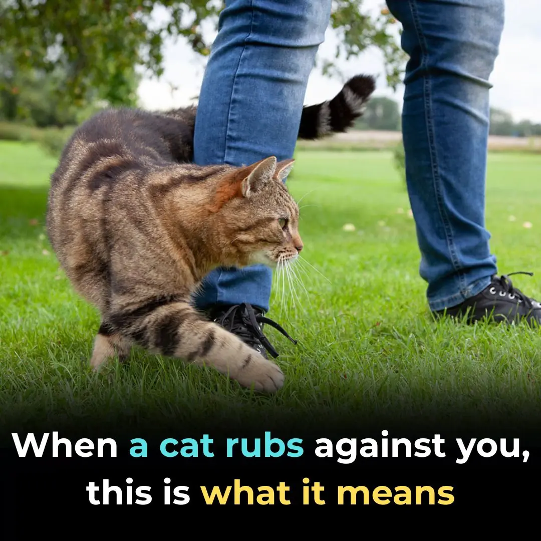 When a cat rubs against you, this is what it means