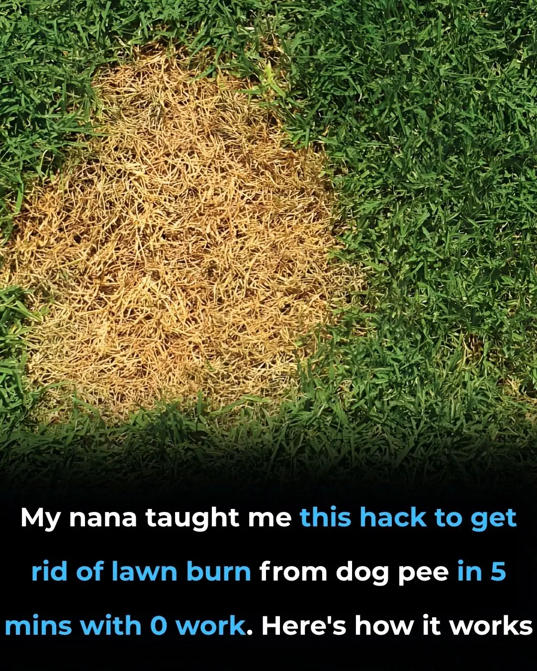 My Nana Taught Me This Hack to Get Rid of Lawn Burn from Dog Pee in 5 Minutes with Zero Work — Here’s How It Works