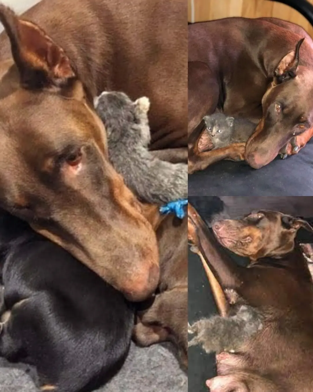 A Mother’s Heart Knows No Boundaries.