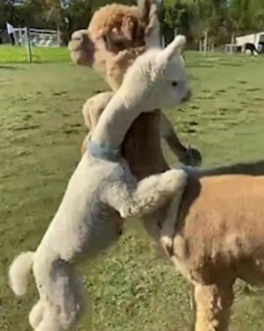 The Little Run Toward Love: When a Baby Alpaca Taught the World What Affection Looks Like.