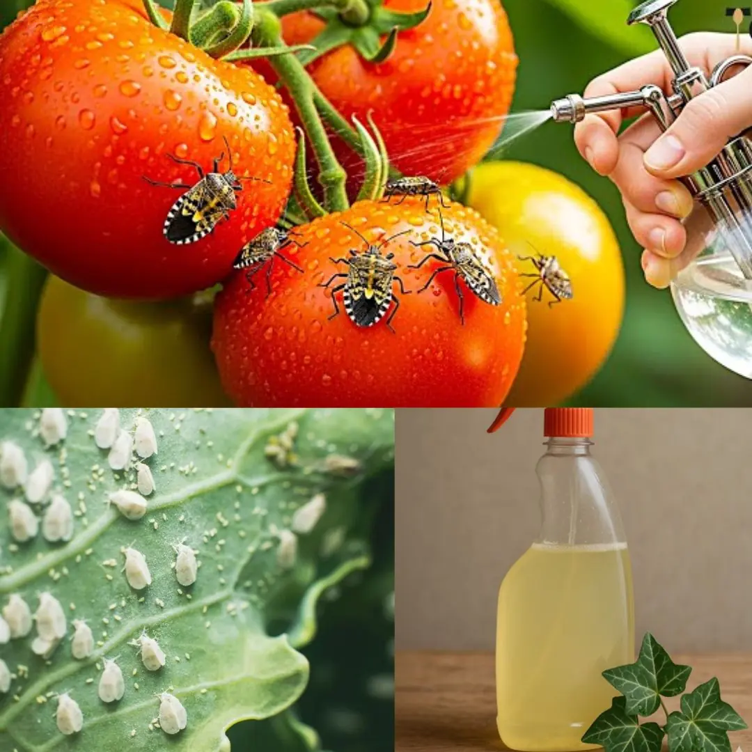 Ivy and Vinegar: A Safe and Natural Spray to Keep Pests Off Your Garden