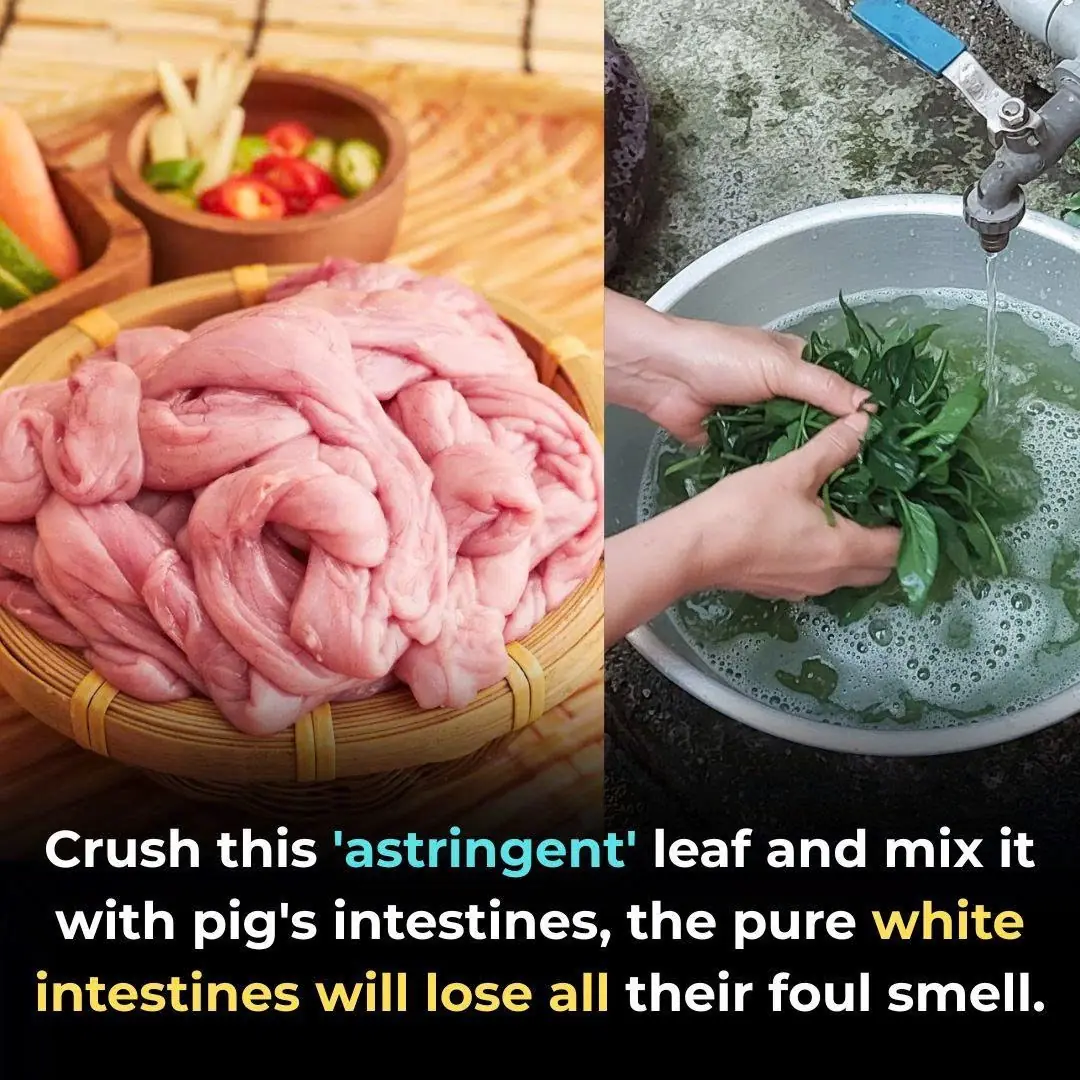 Crush this 'astringent' leaf and mix it with pig's intestines, the pure white intestines will lose all their foul smell.