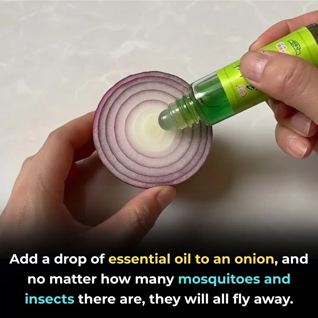 Add a drop of essential oil to an onion, and no matter how many mosquitoes and insects there are, they will all fly away.
