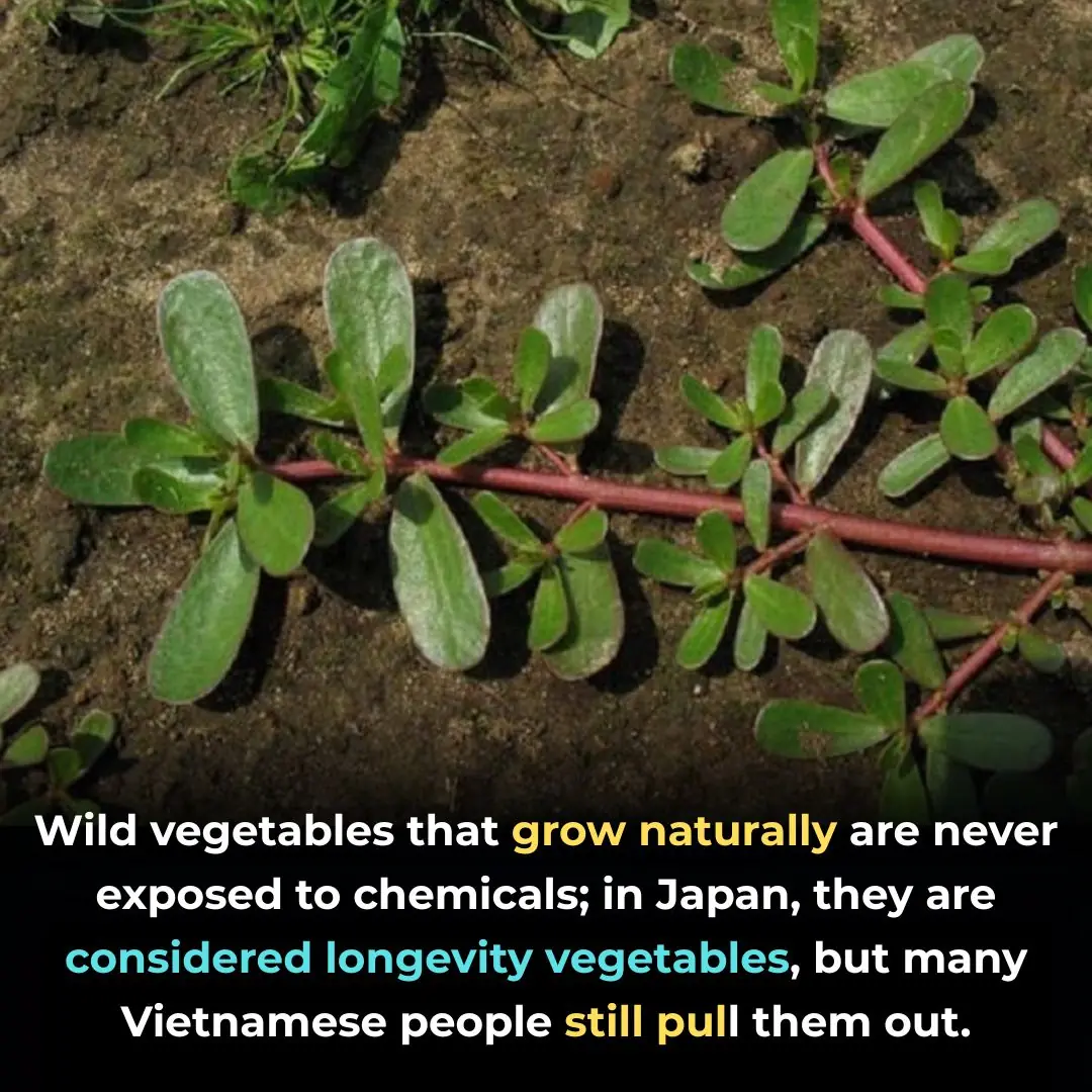 Wild vegetables that never worry about chemicals are considered longevity vegetables in Japan, but many Vietnamese people still pull them out.