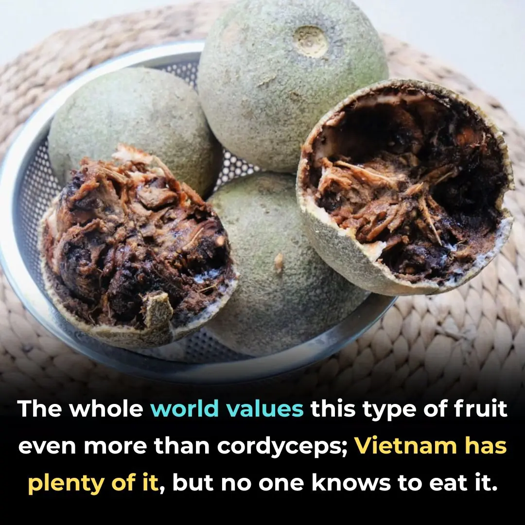 The whole world values this type of fruit even more than cordyceps; Vietnam has plenty of it, but no one knows to eat it.