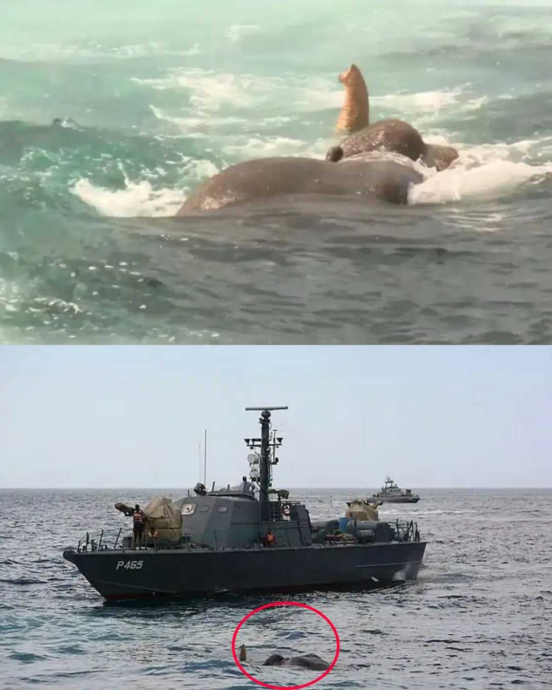 The Elephant Who Swam Too Far: A Story of Courage, Compassion, and Survival.