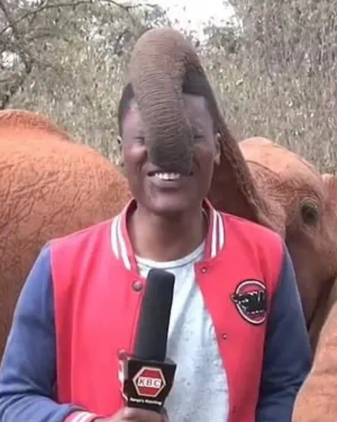 The Baby Elephant Who Stole the Show — and the World’s Heart.